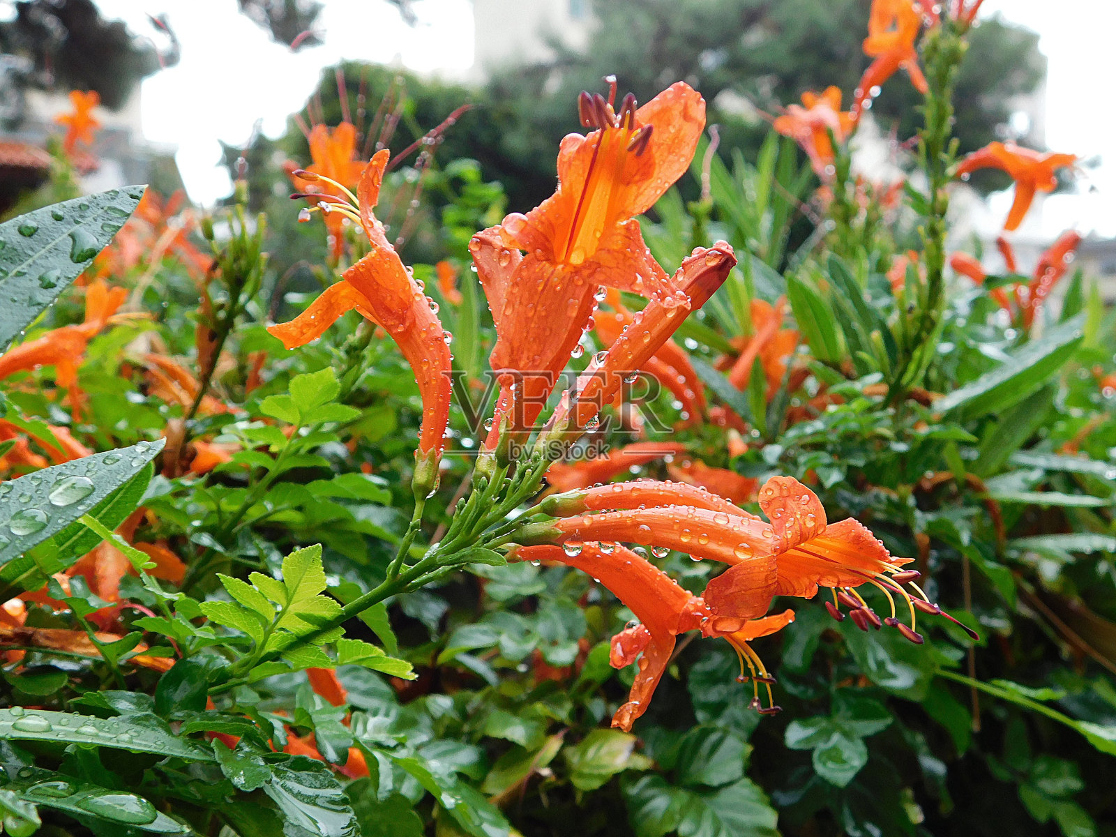 湿金银花照片摄影图片