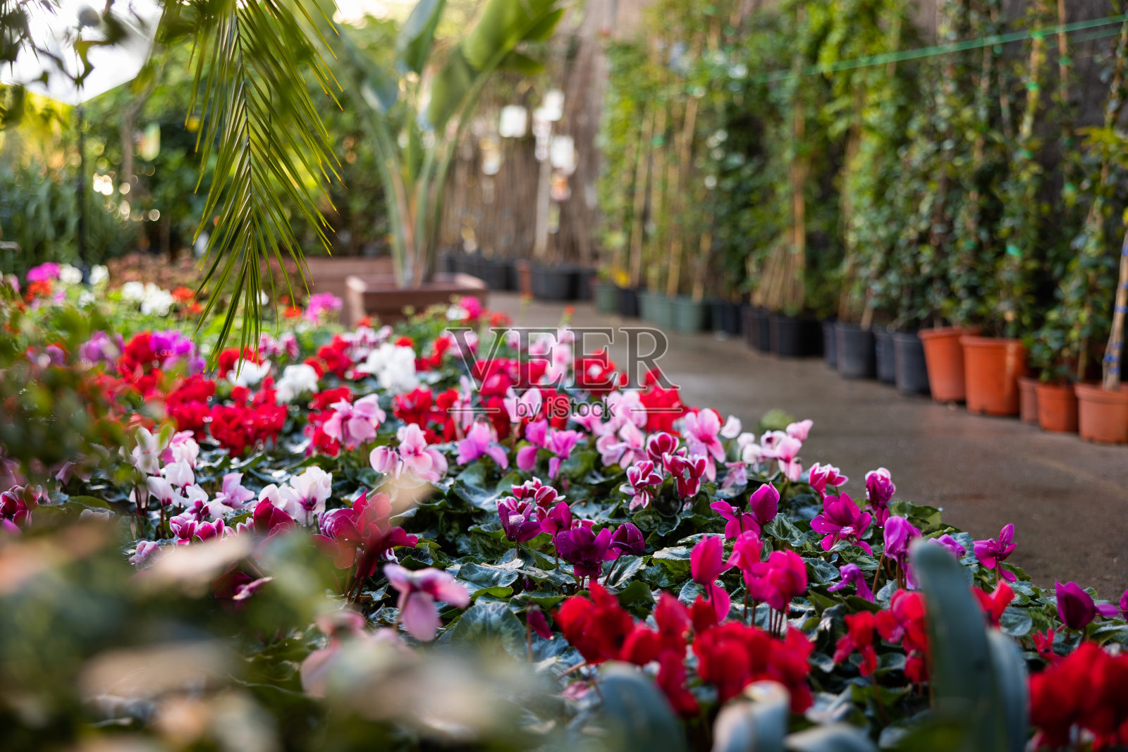 盆景中盛开的仙客来照片摄影图片