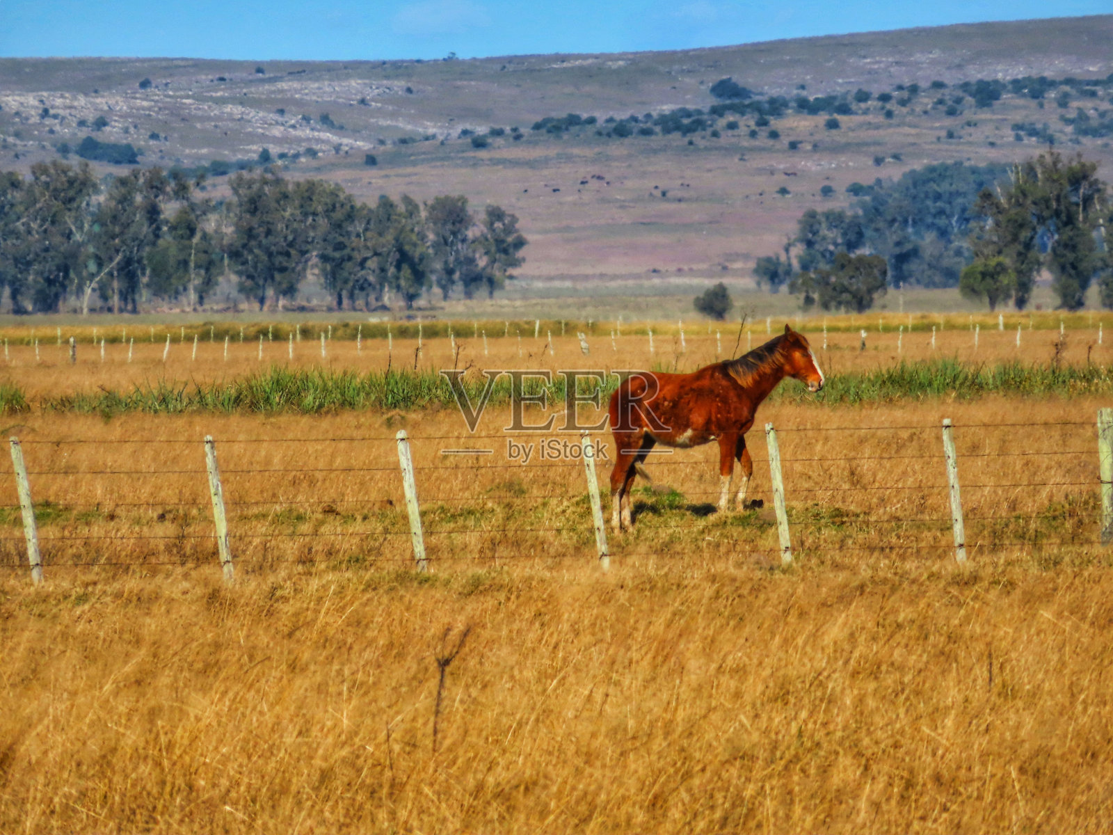 田野里棕色的马照片摄影图片