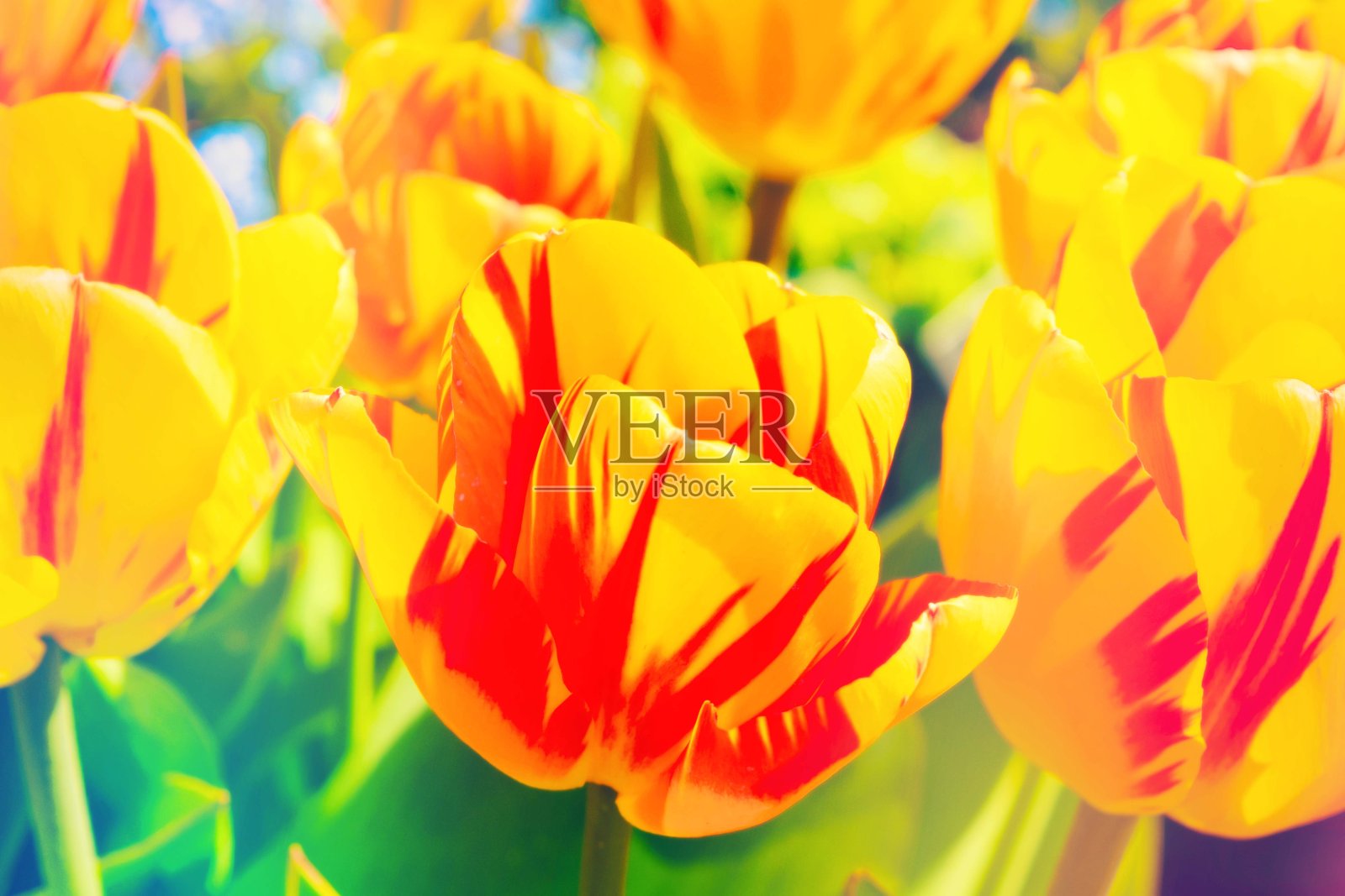 黄色和红色的郁金香照片摄影图片