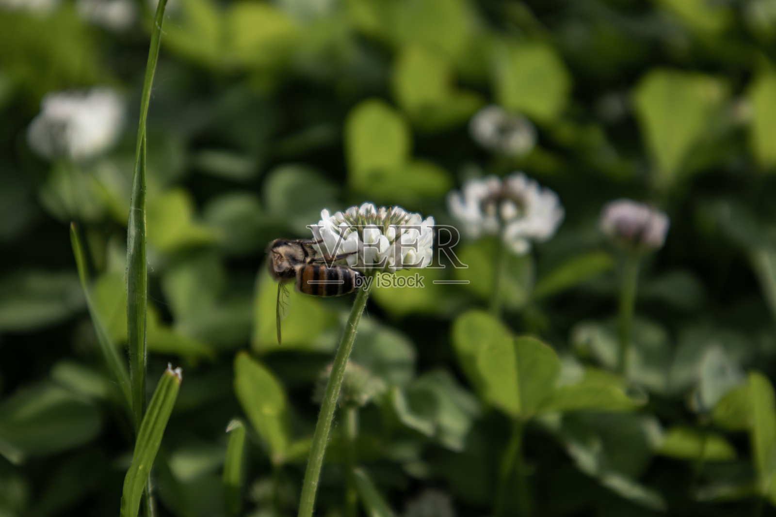 蜜蜂在草地上的白色三叶草花上采集花蜜。照片摄影图片