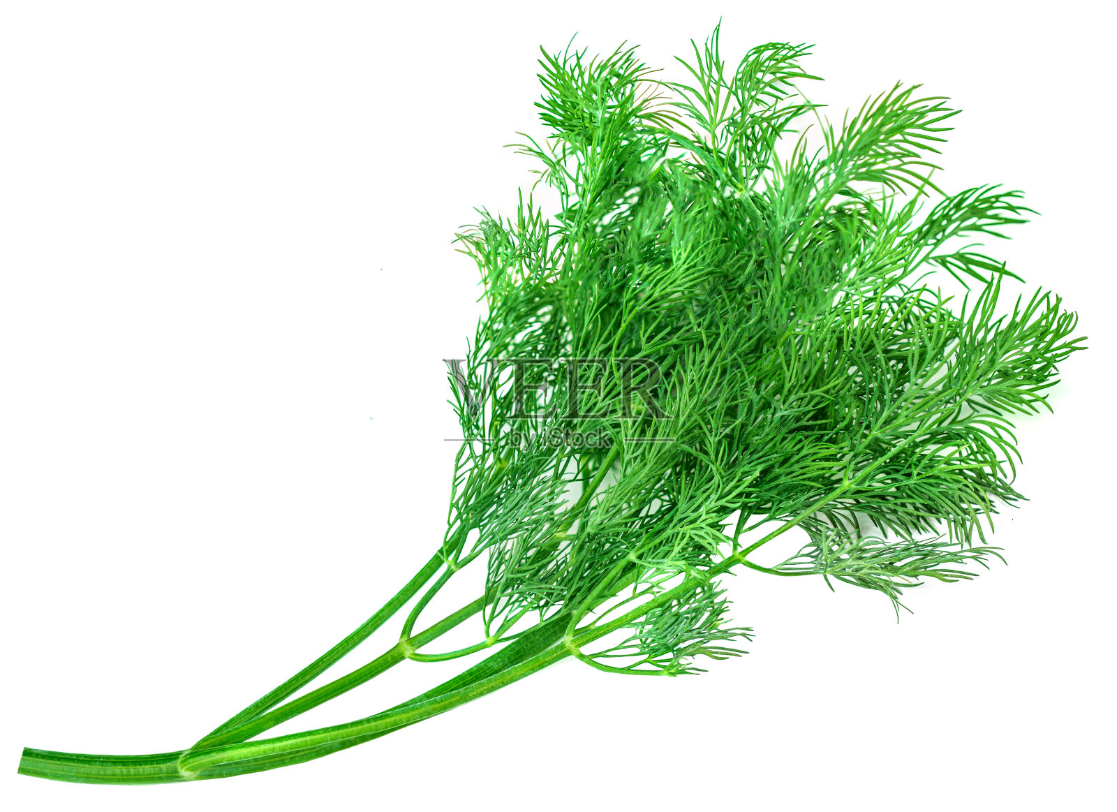 有机莳萝草本植物分离在白色背景。一束新鲜的绿莳萝。照片摄影图片