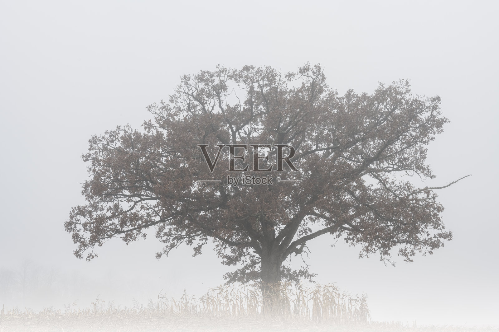 雾中的秋树照片摄影图片