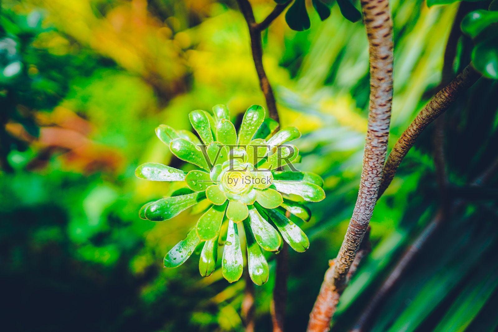 自然的绿叶背景。照片摄影图片