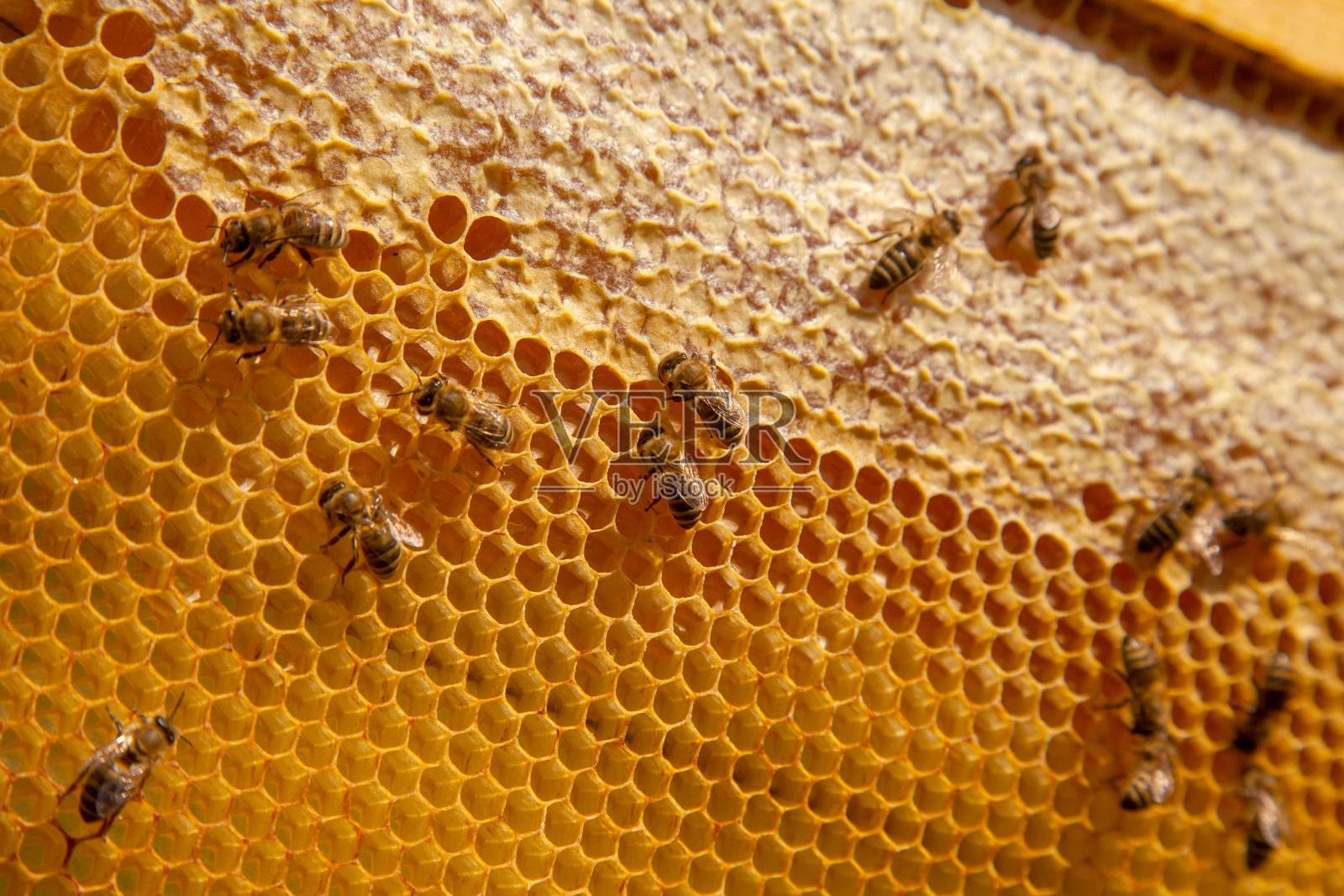 工蜂在黄色的蜂巢上洒着甜美的蜜。照片摄影图片