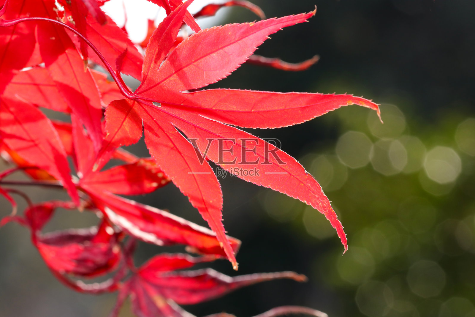 红燃秋色枫树枝。特写照片。照片摄影图片