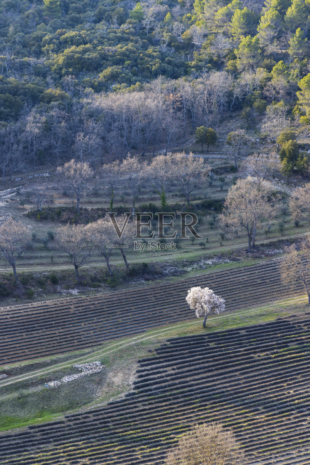 在法国普罗旺斯的吕贝隆,薰衣草田的春季景观照片摄影图片
