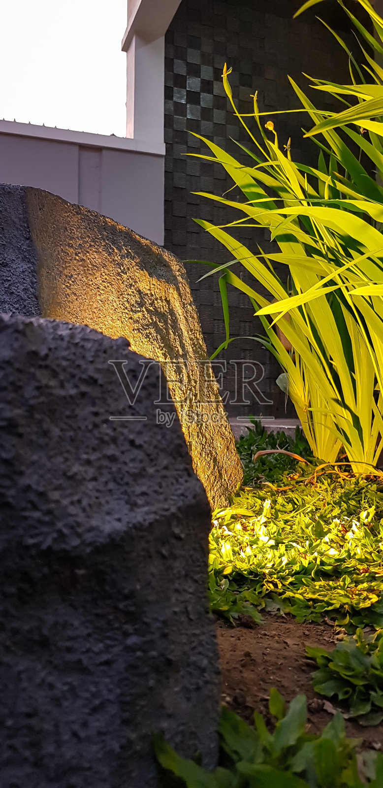 虹膜的植物照片摄影图片