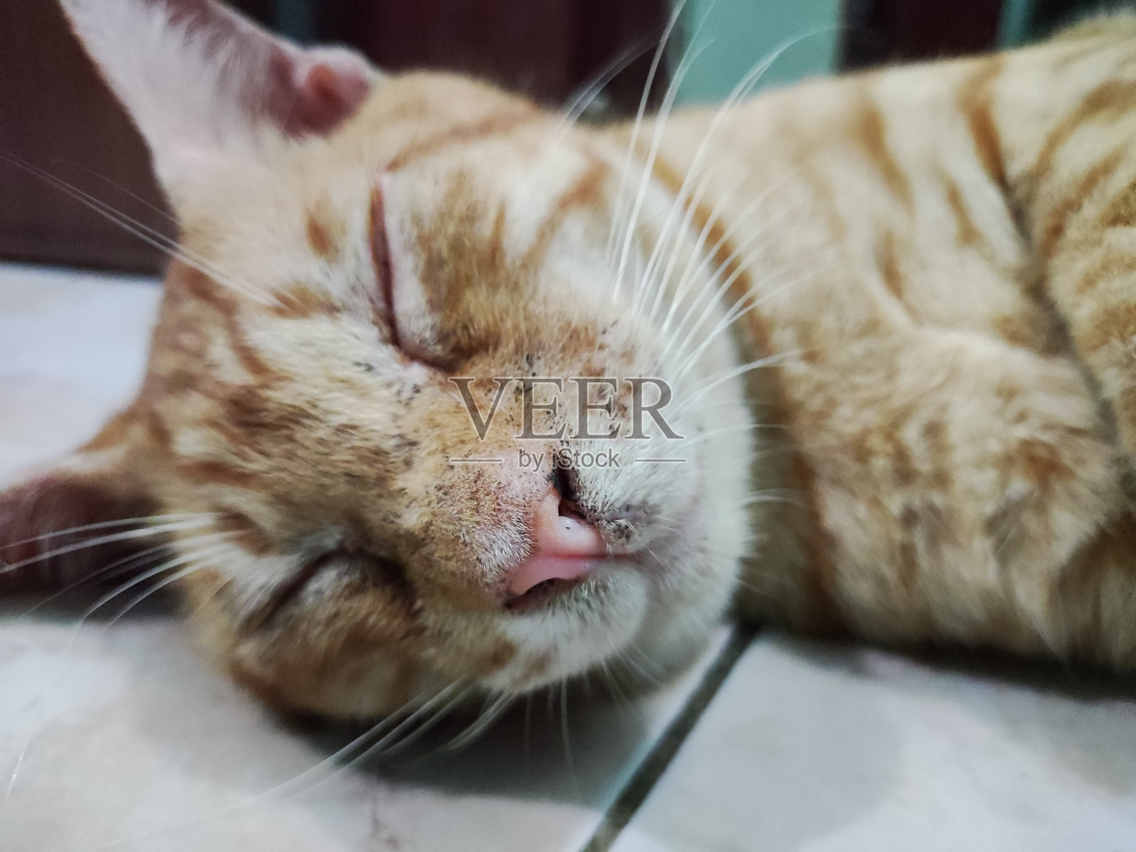 睡觉的猫照片摄影图片