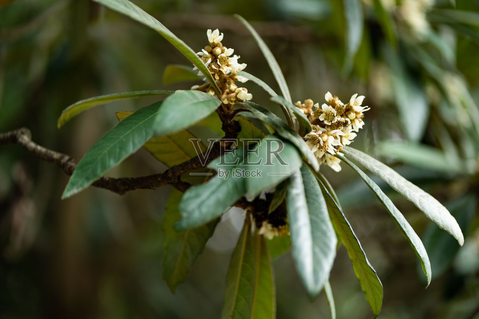 枇杷(Eriobotrya japonica)树叶子的特写镜头照片摄影图片