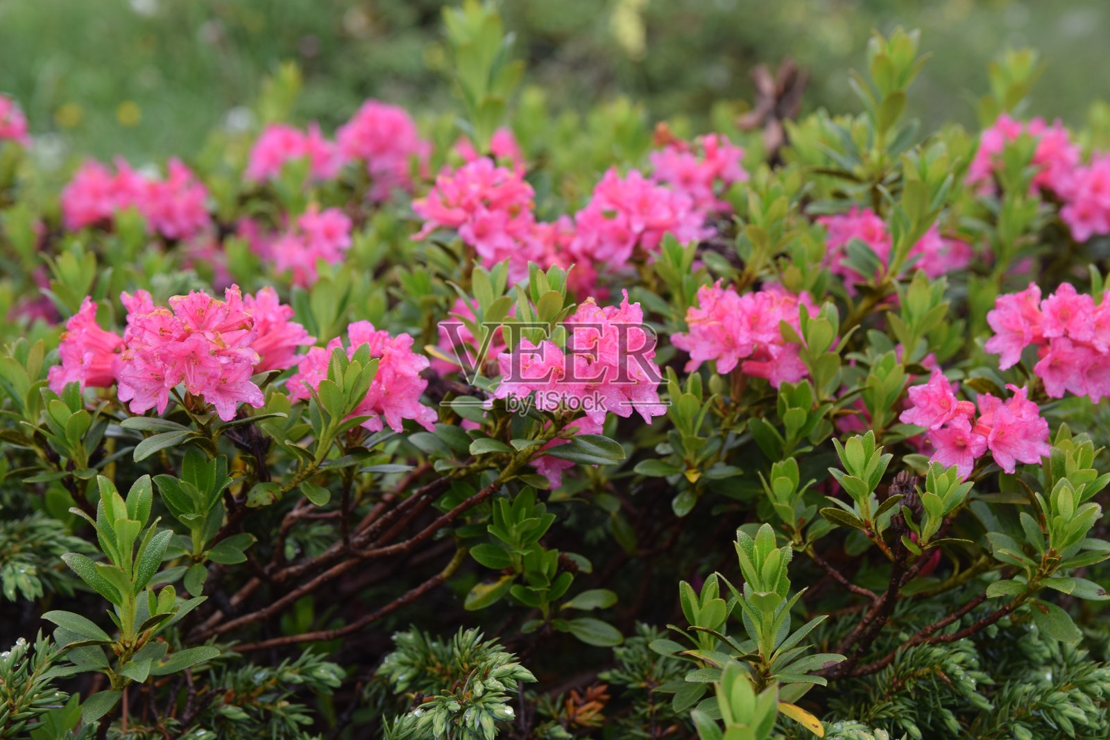白云石中的锈叶阿尔卑斯照片摄影图片