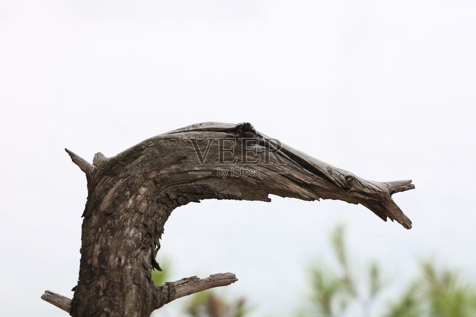 干树弯曲的树枝照片摄影图片