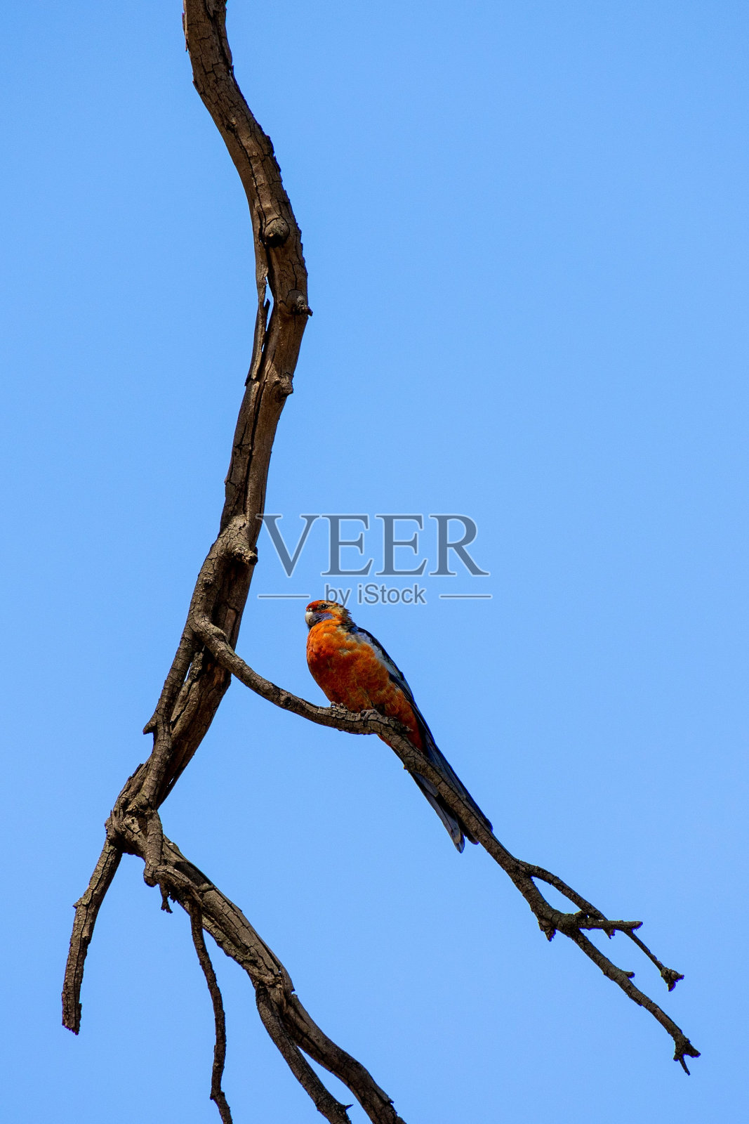 彩虹鹦鹉栖息在南澳大利亚Gawler地区的树枝上照片摄影图片