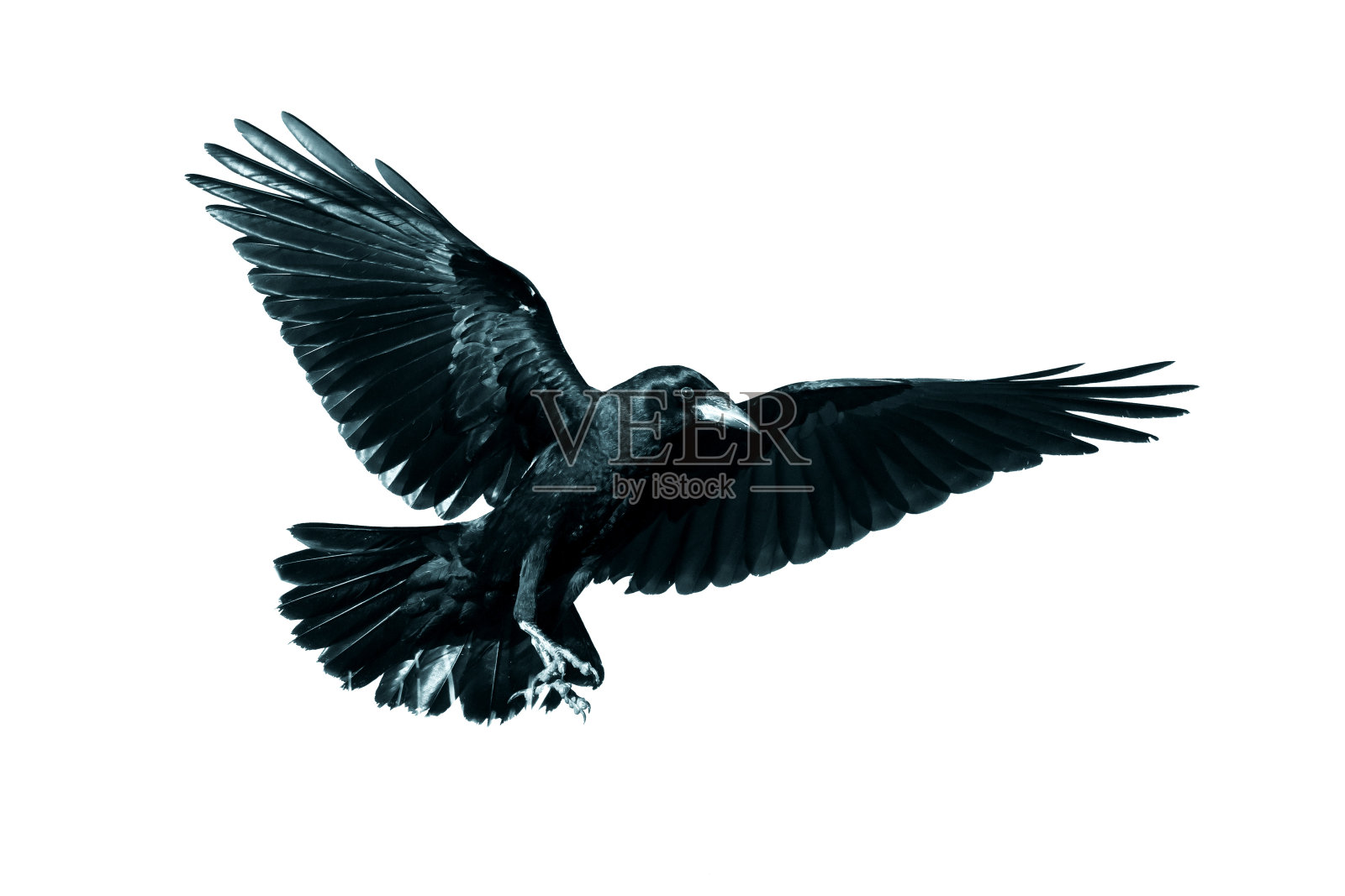 白底上孤飞的黑鸟照片摄影图片