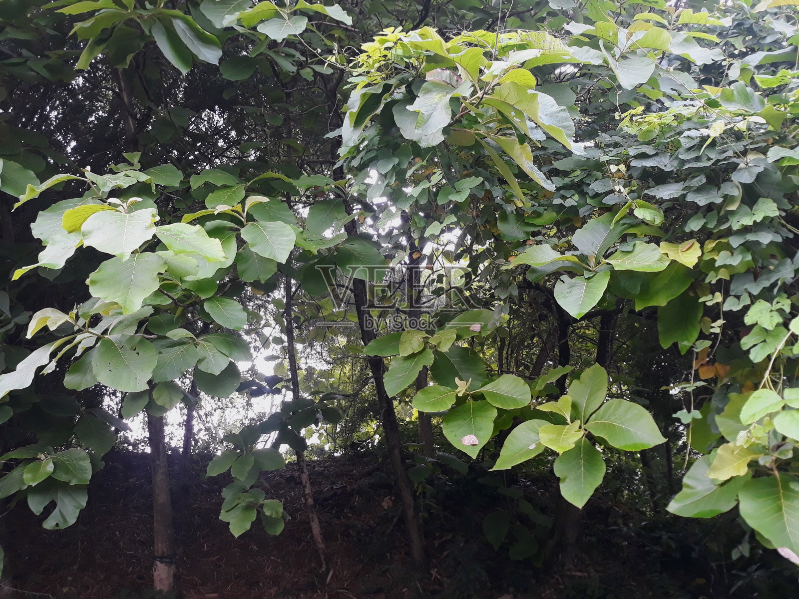 柚木热带树为木质家具,家居设计及室内装饰以出口照片摄影图片