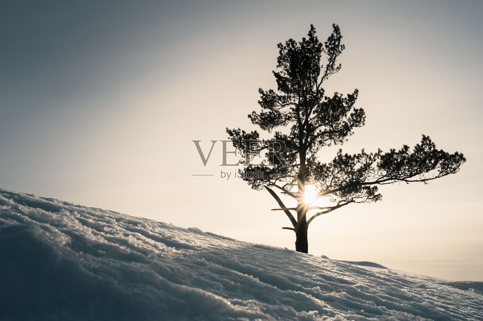 夕阳下雪山上的小松树。照片摄影图片