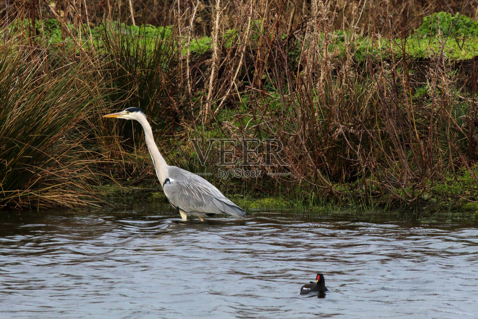 一只灰鹭正在湖中觅食照片摄影图片