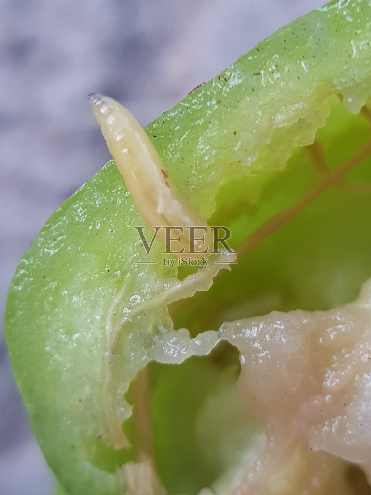 越南小实蝇幼虫侵害爪哇玫瑰苹果。照片摄影图片