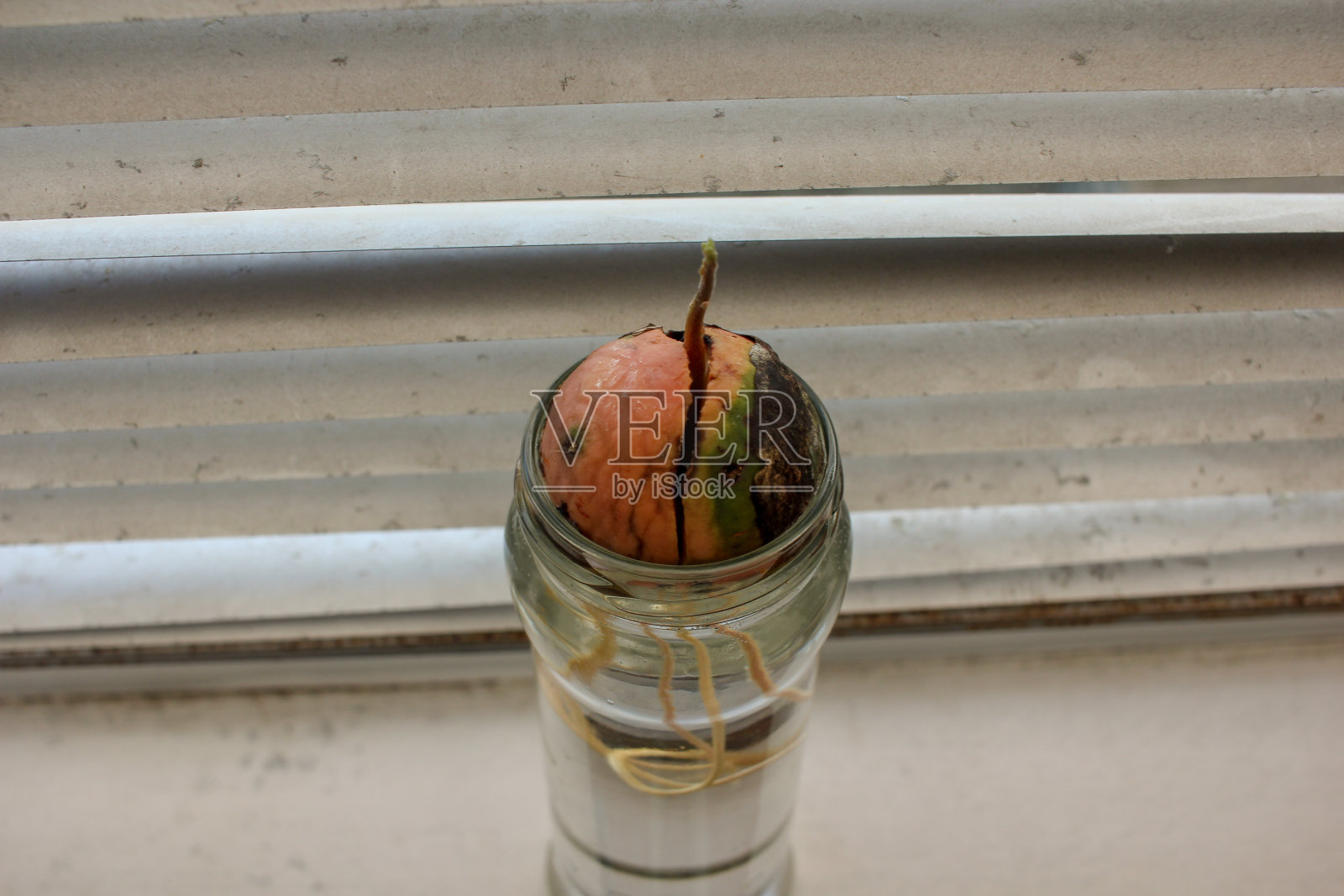 家中种植的牛油果植物照片摄影图片