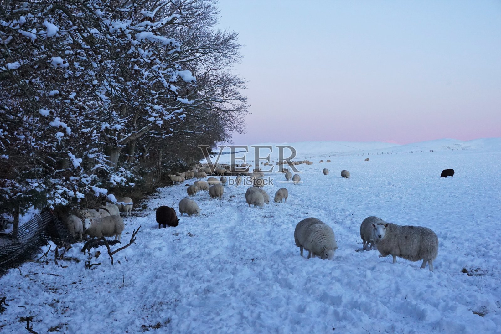 雪中的羊照片摄影图片