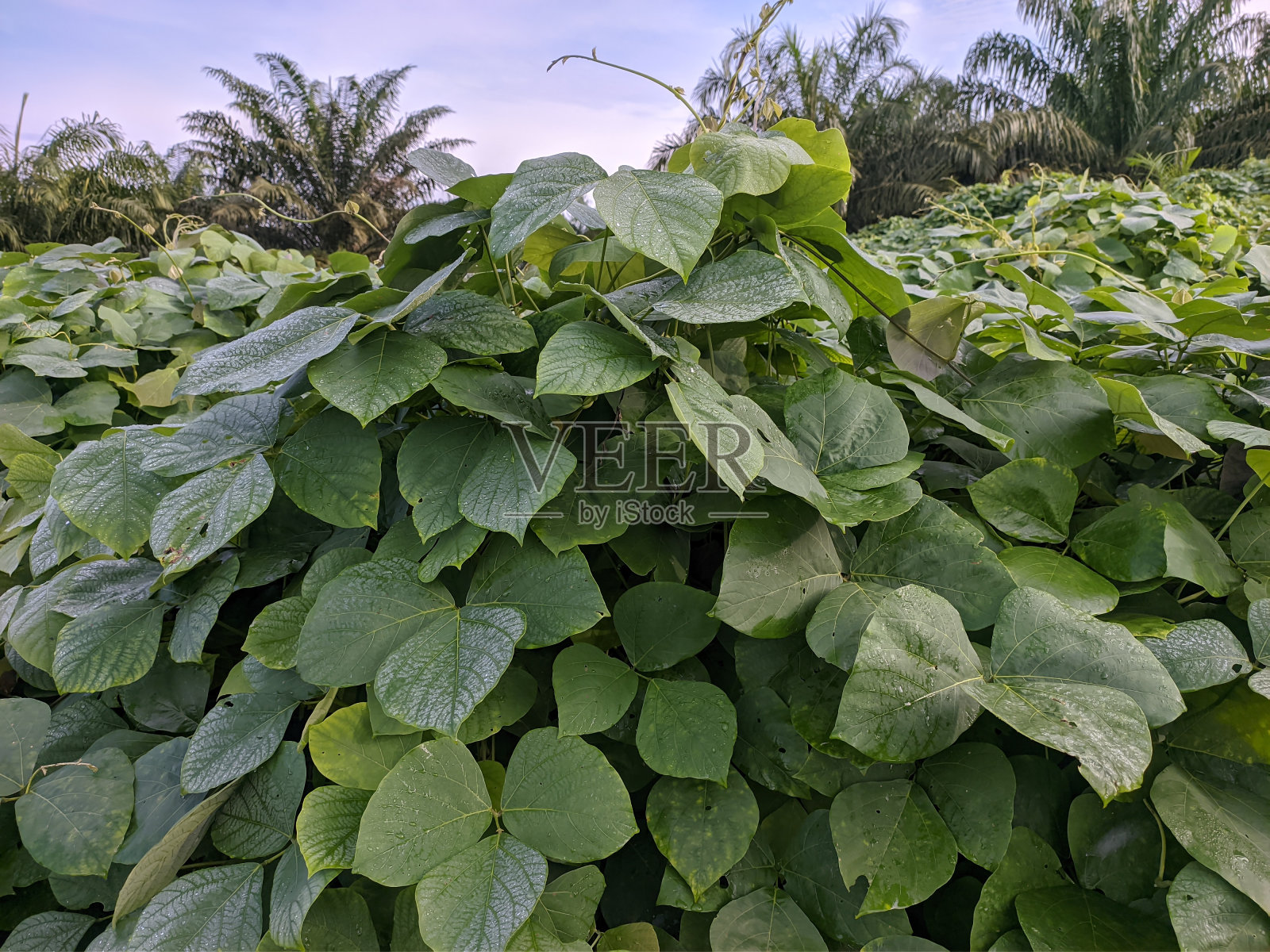 油棕种植园中生长的麻藤照片摄影图片