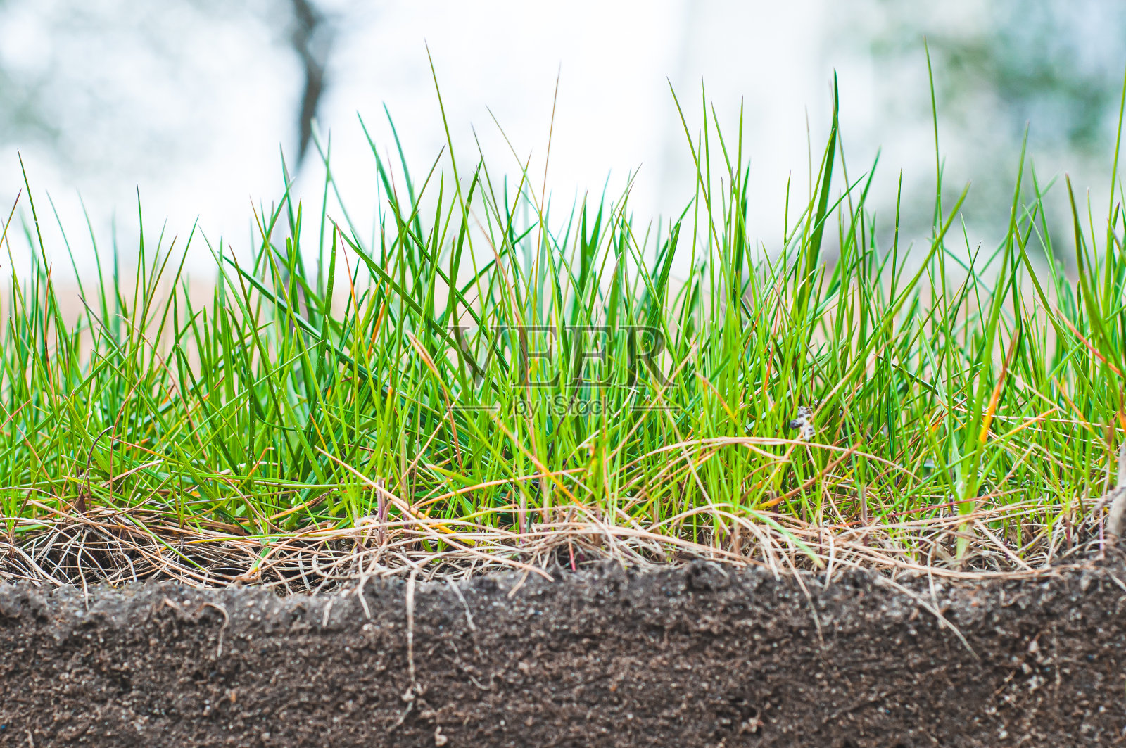 地面以下的草坪照片。Grass growth from the soil.照片摄影图片