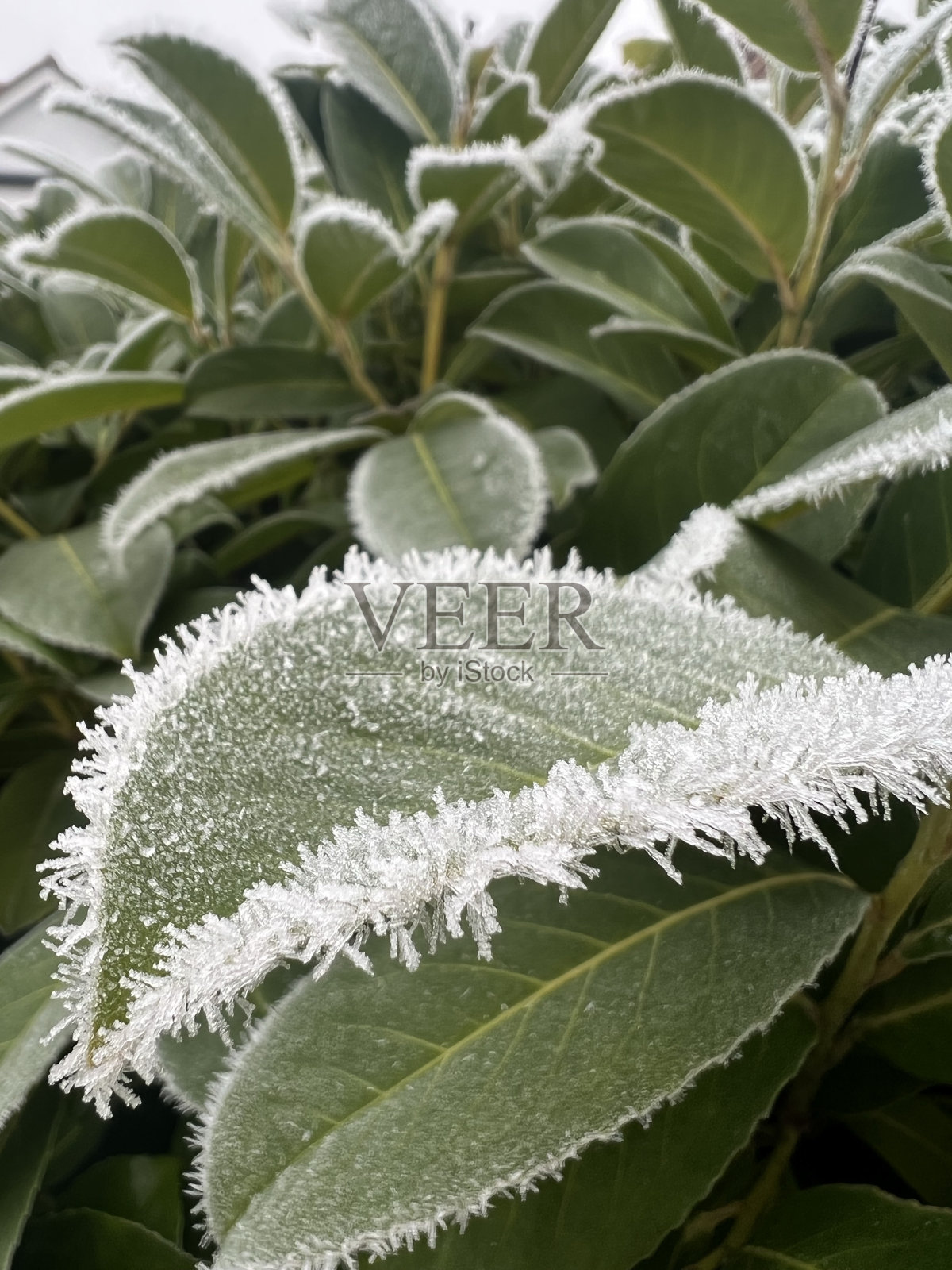 磨砂片照片摄影图片