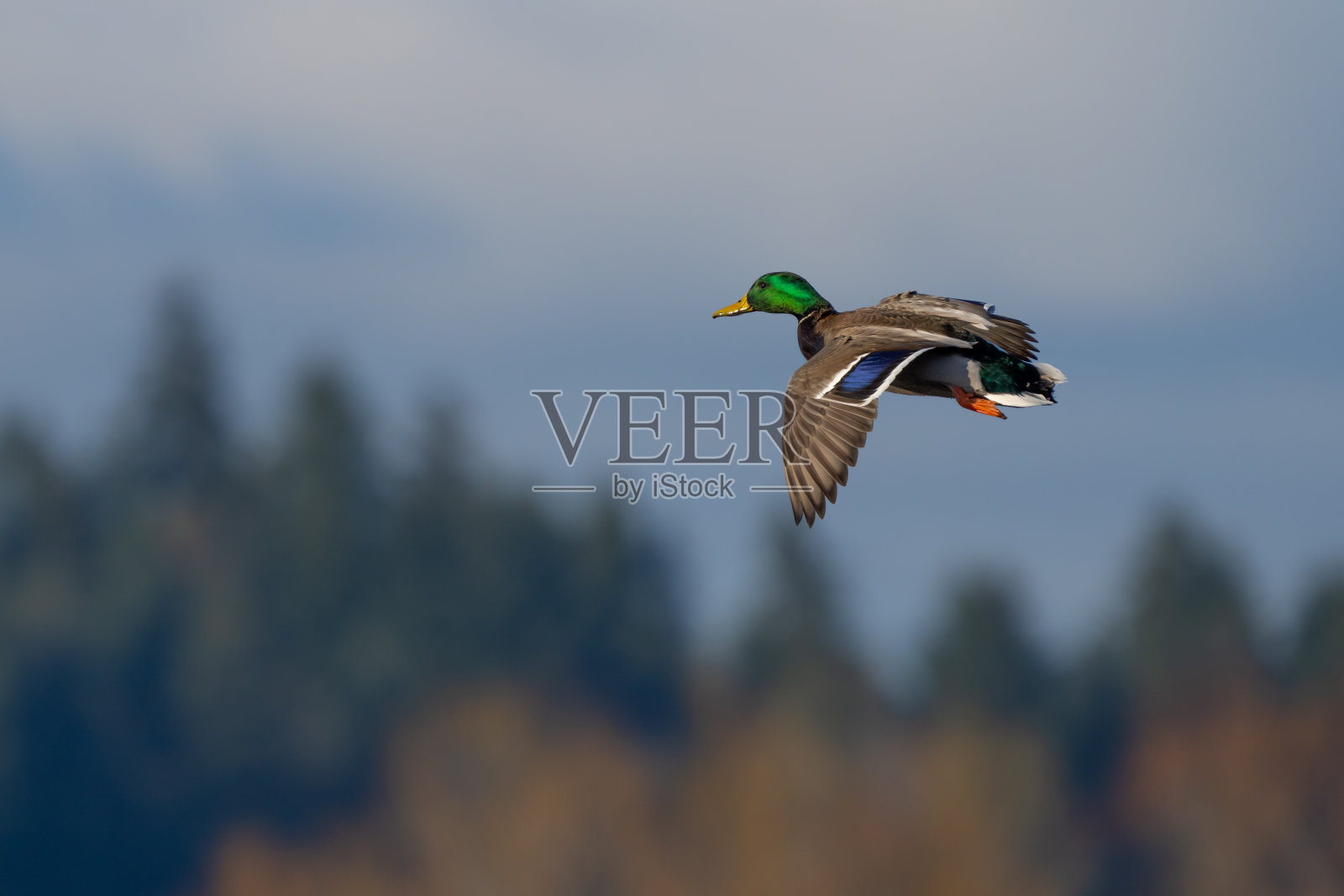 在尼斯夸利国家野生动物保护区飞行的野鸭照片摄影图片