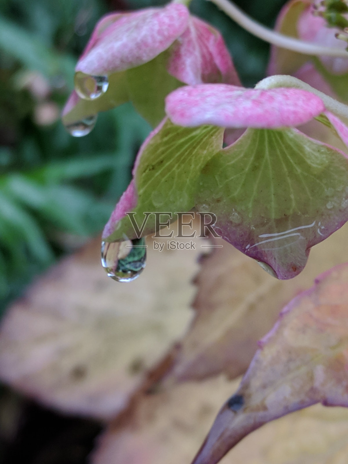 近景花卉图照片摄影图片