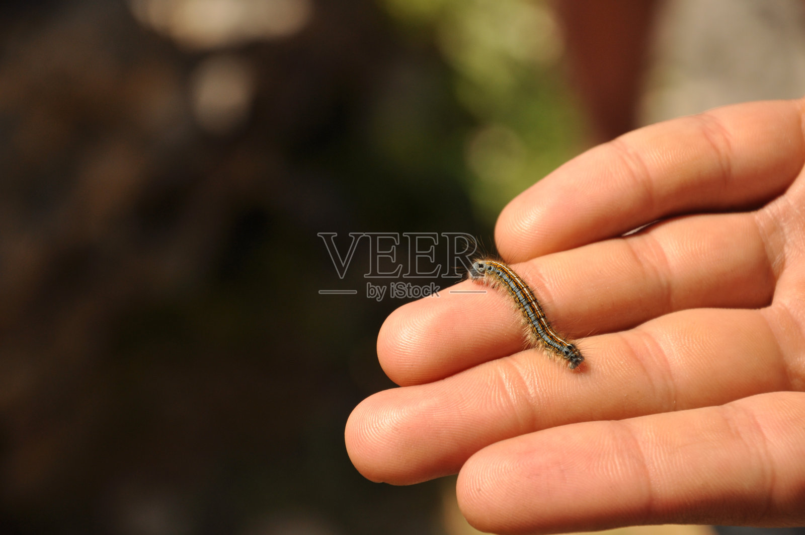 毛毛虫正走向蝴蝶照片摄影图片