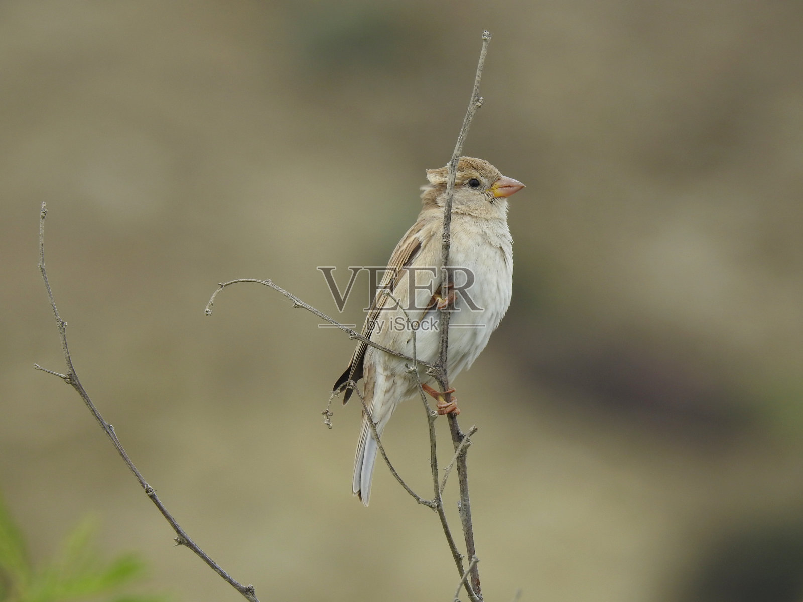 麻雀在树上。照片摄影图片