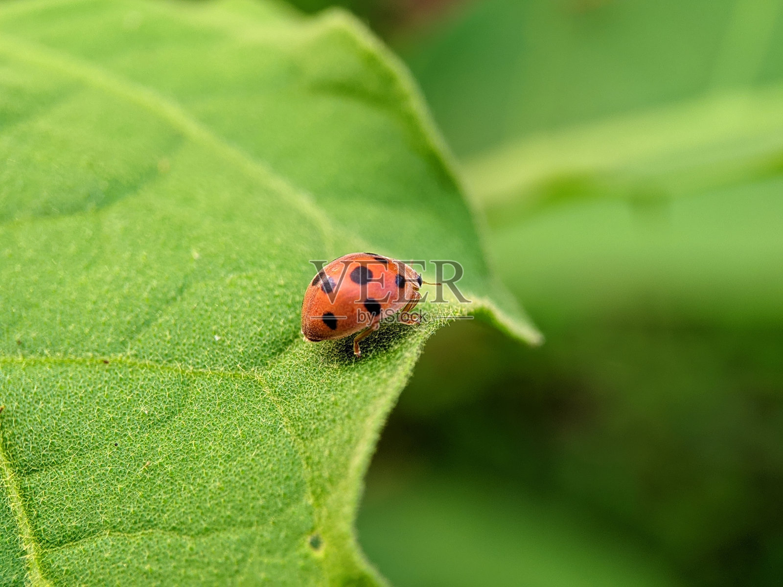 瓢虫照片摄影图片