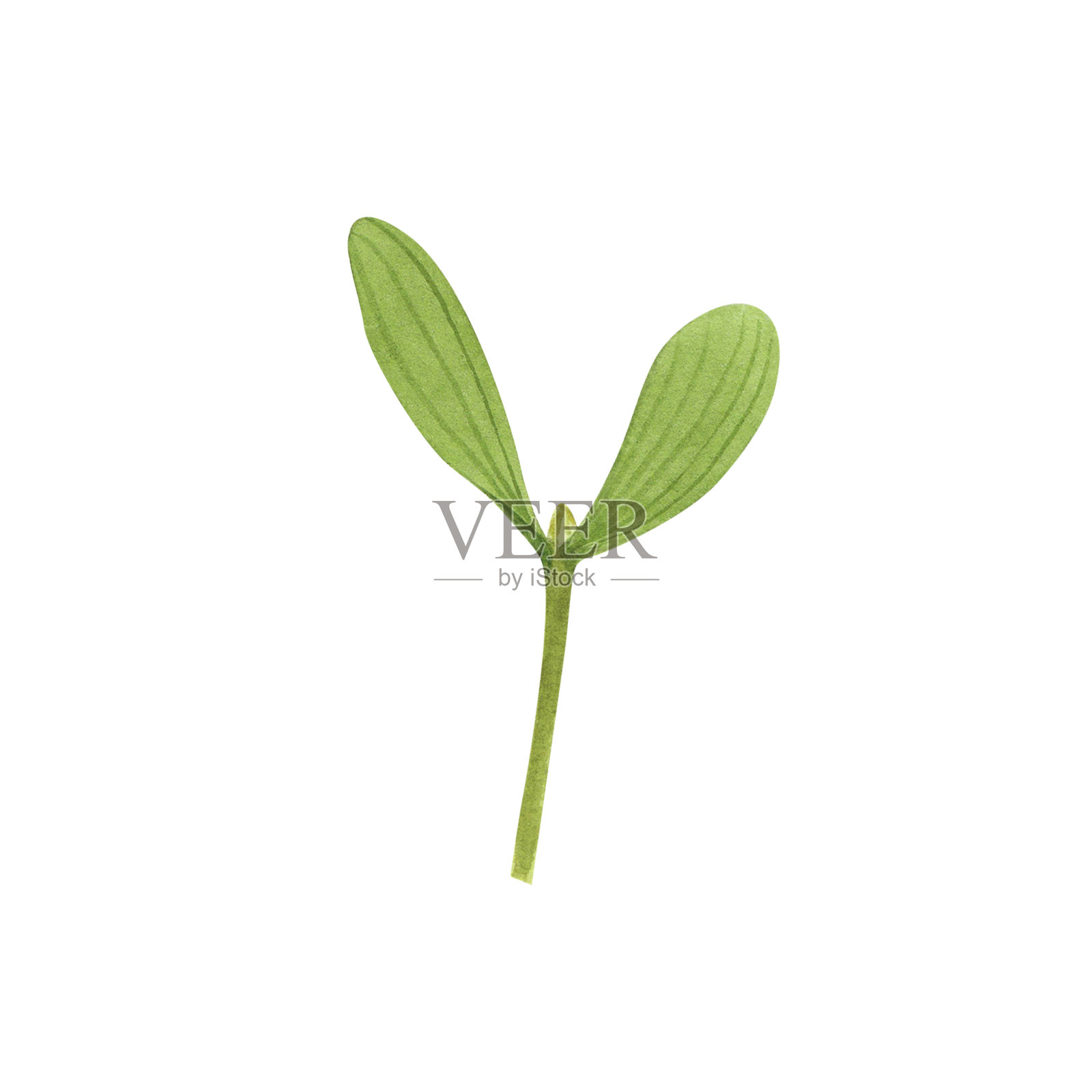 圣诞槲寄生枝孤立在白色背景。水彩手绘圣诞插画。装饰艺术插画图片素材