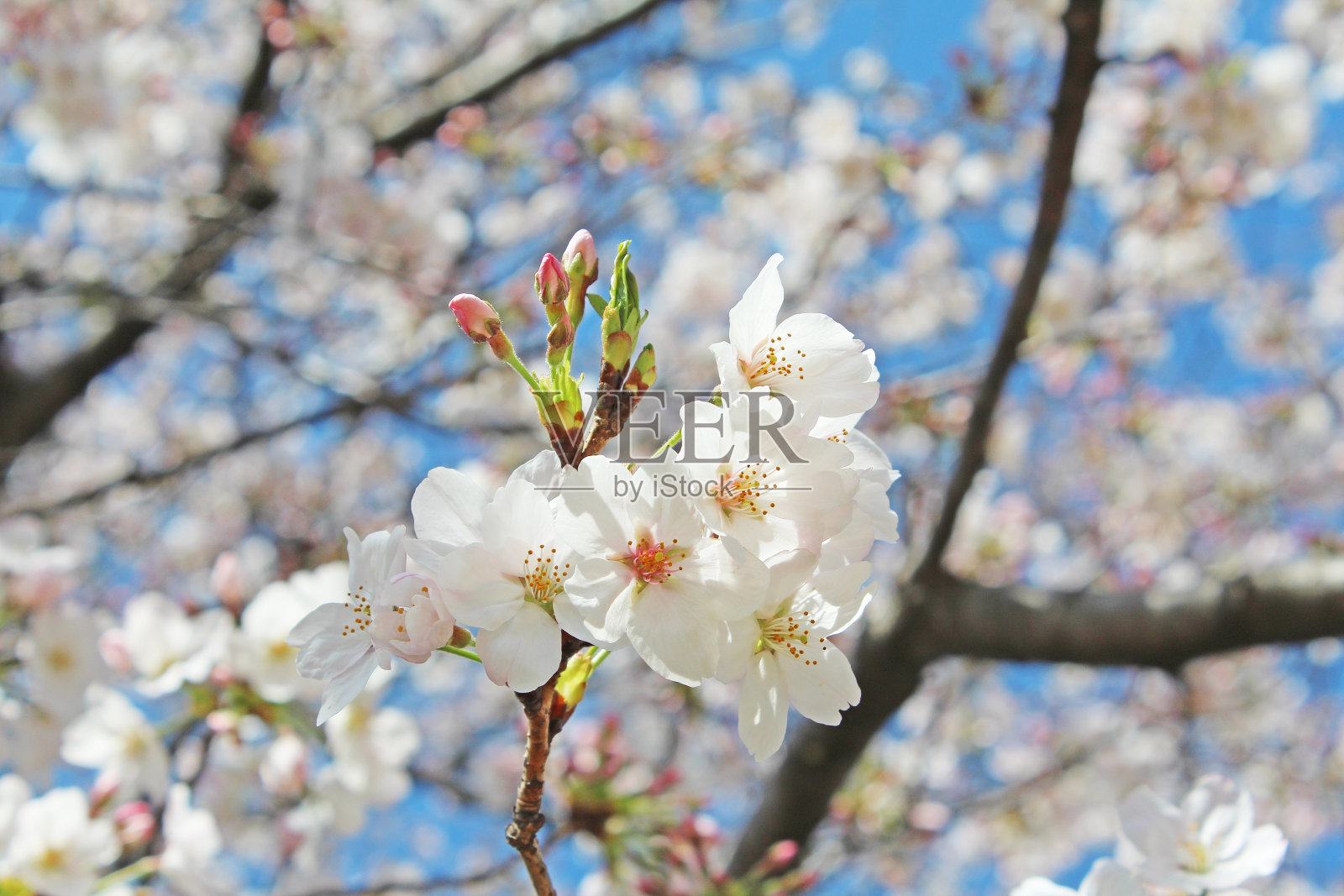 日本樱桃树,有些吉野花照片摄影图片