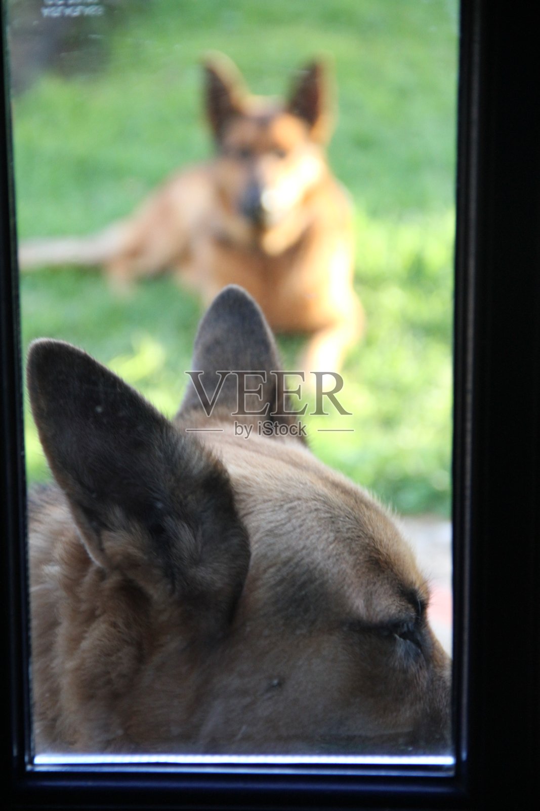 近距离观察德国牧羊犬照片摄影图片
