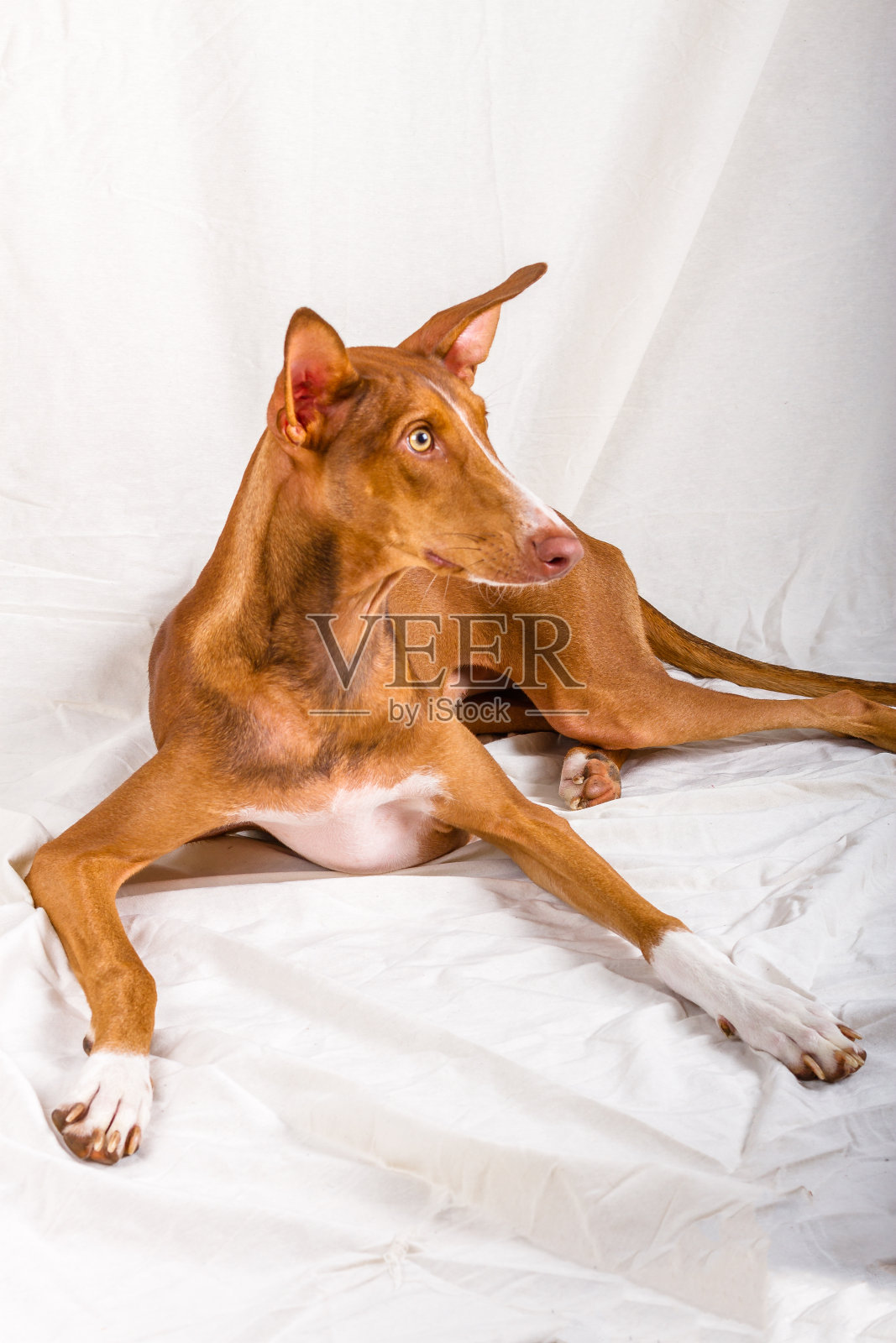 金丝雀波登科照片摄影图片