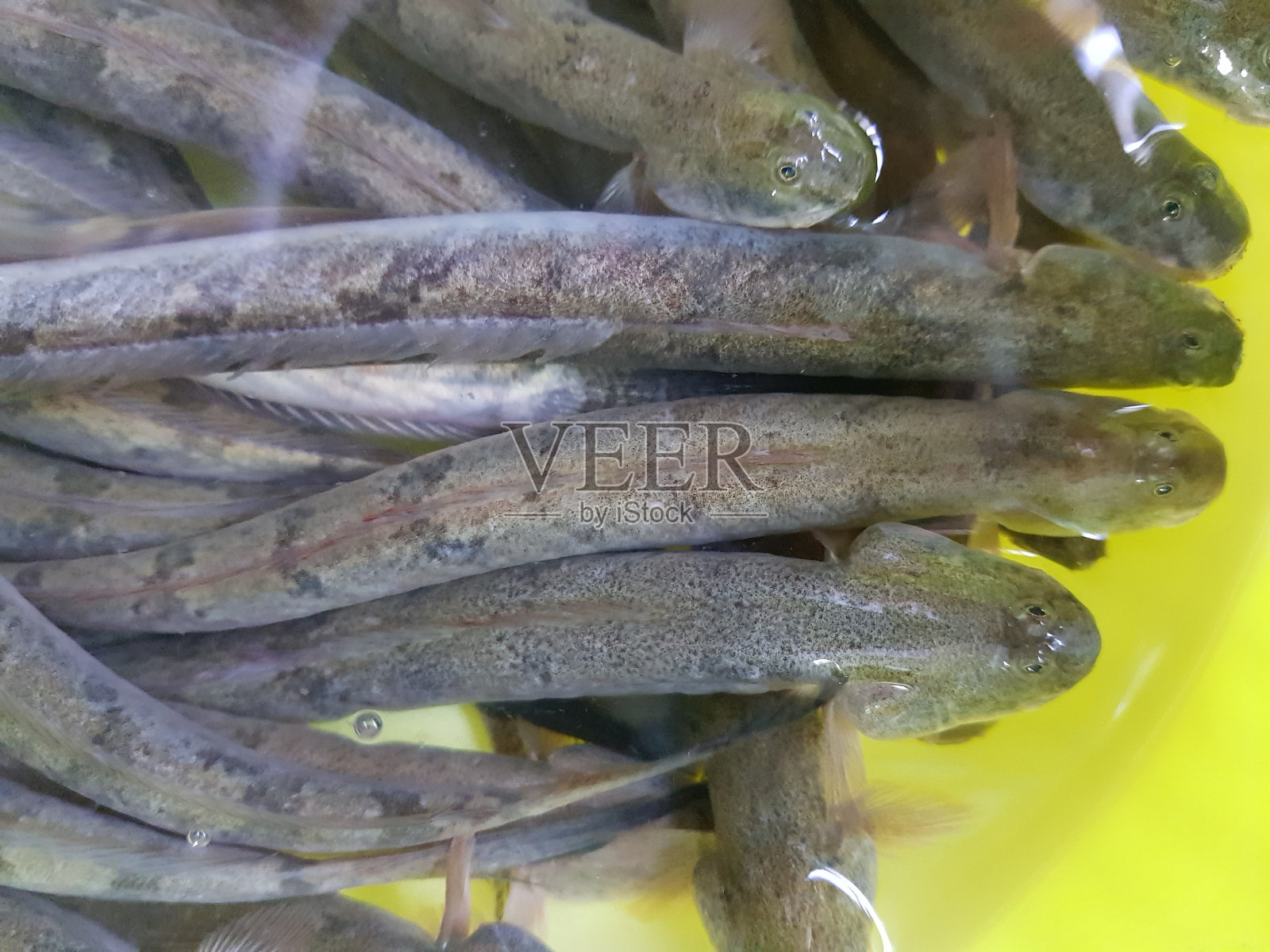 弹涂鱼(Pseudapocryptes elongatus)是天然鱼类,这是美味的鱼,所以通常使用在越南。照片摄影图片