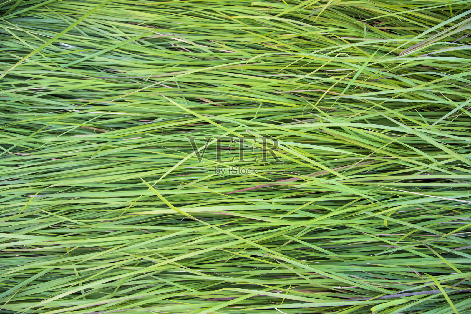 绿色的长草图案纹理可以作为天然的背景壁纸照片摄影图片