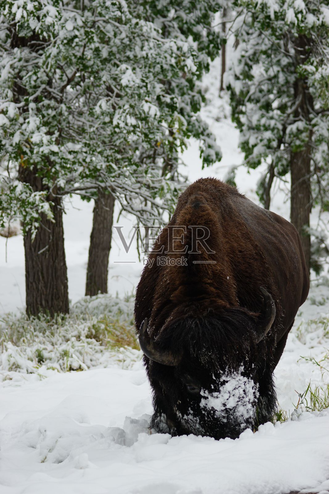 雪中野牛的垂直镜头照片摄影图片