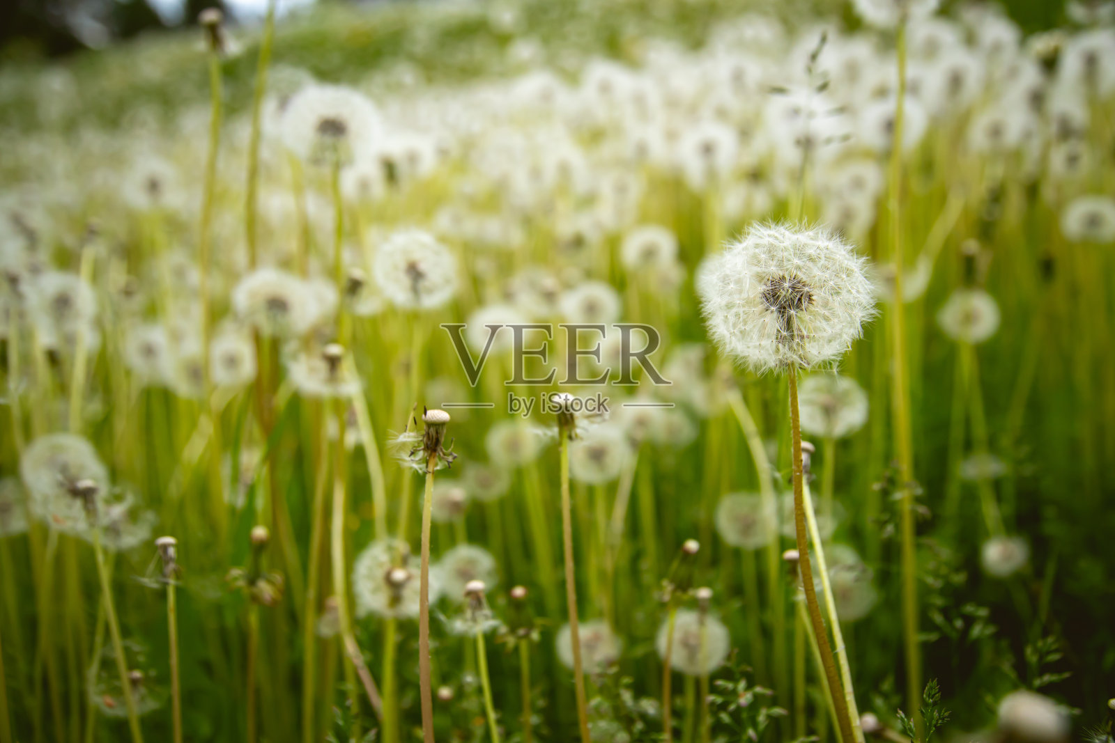 美丽的自然背景与白色吹球蒲公英。模糊的背景。照片摄影图片