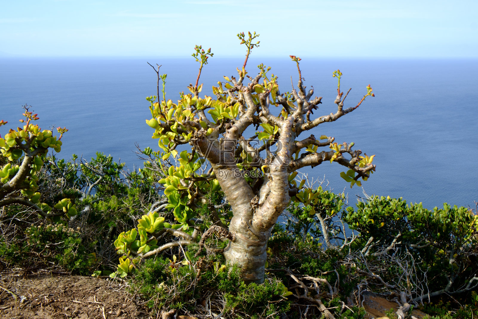 肉质植物照片摄影图片