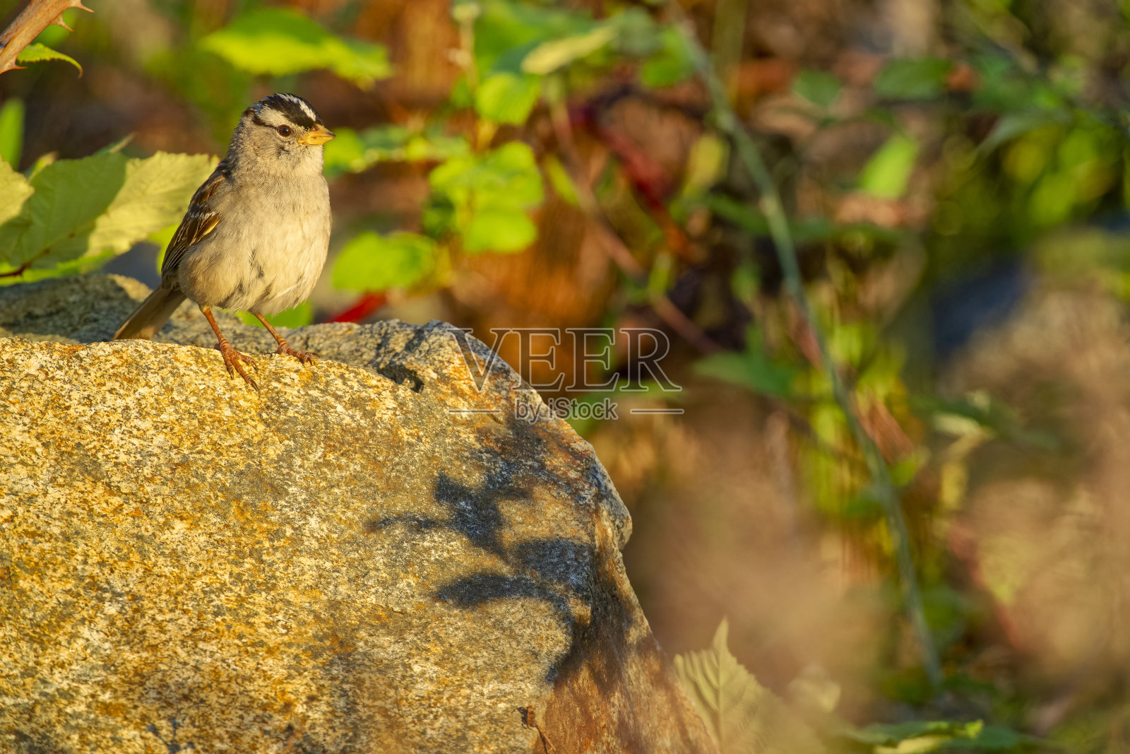 不列颠哥伦比亚省温哥华岛上的鸟类照片摄影图片