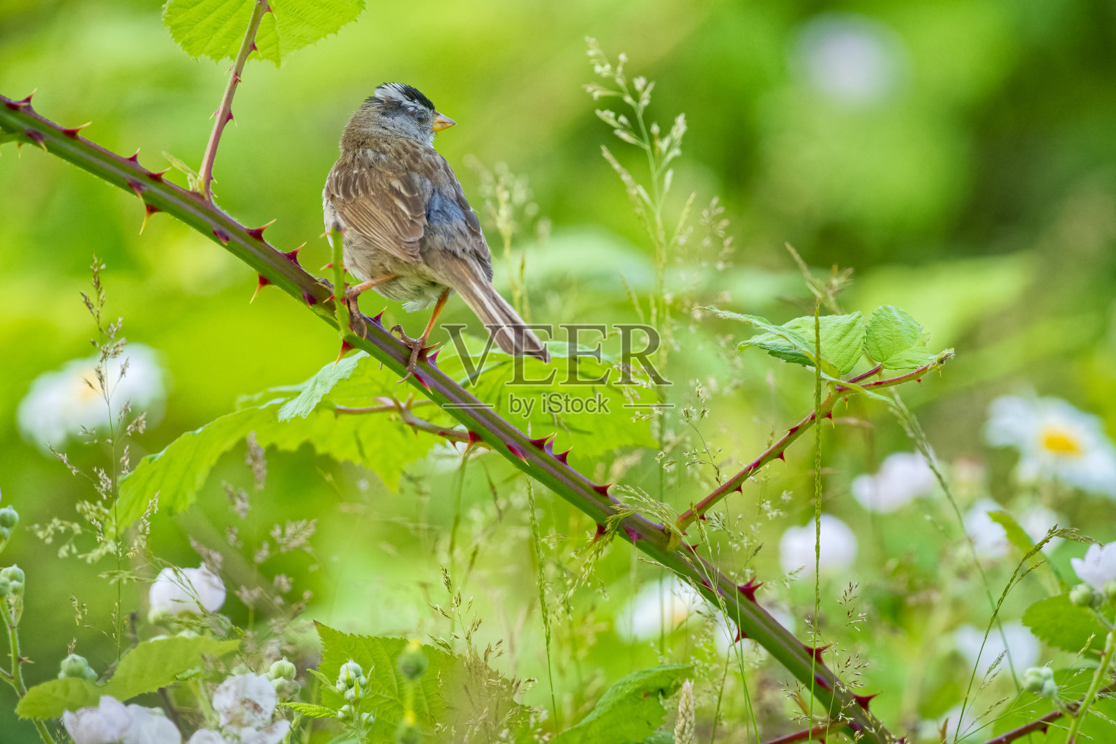 不列颠哥伦比亚省温哥华岛上的鸟类照片摄影图片