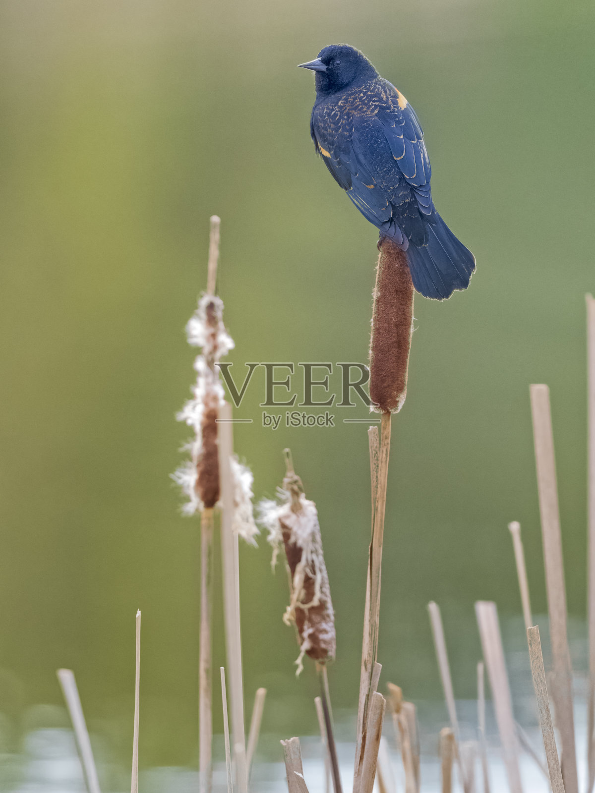 不列颠哥伦比亚省温哥华岛上的鸟类照片摄影图片