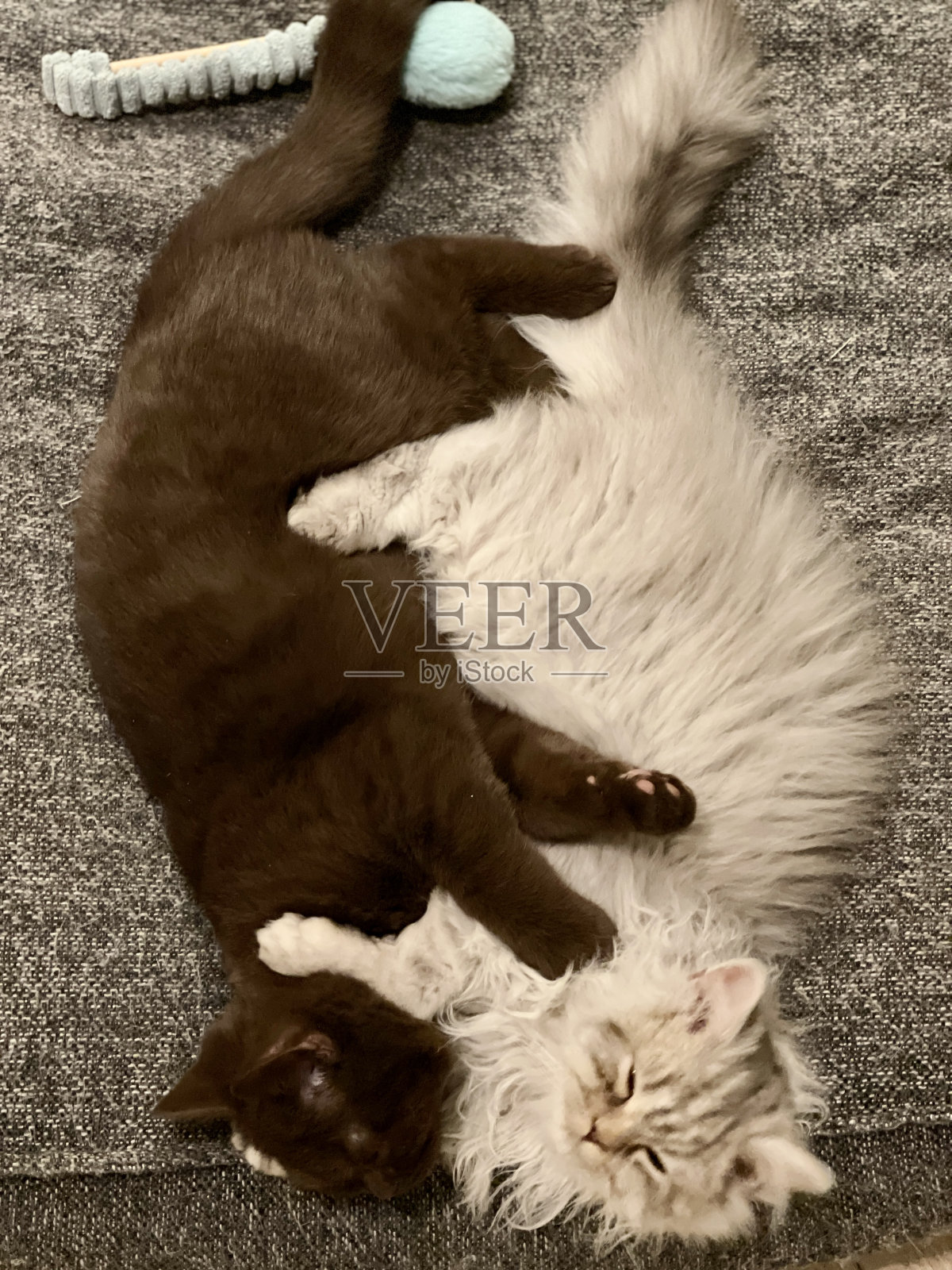 两只小猫英国长毛和短毛照片摄影图片