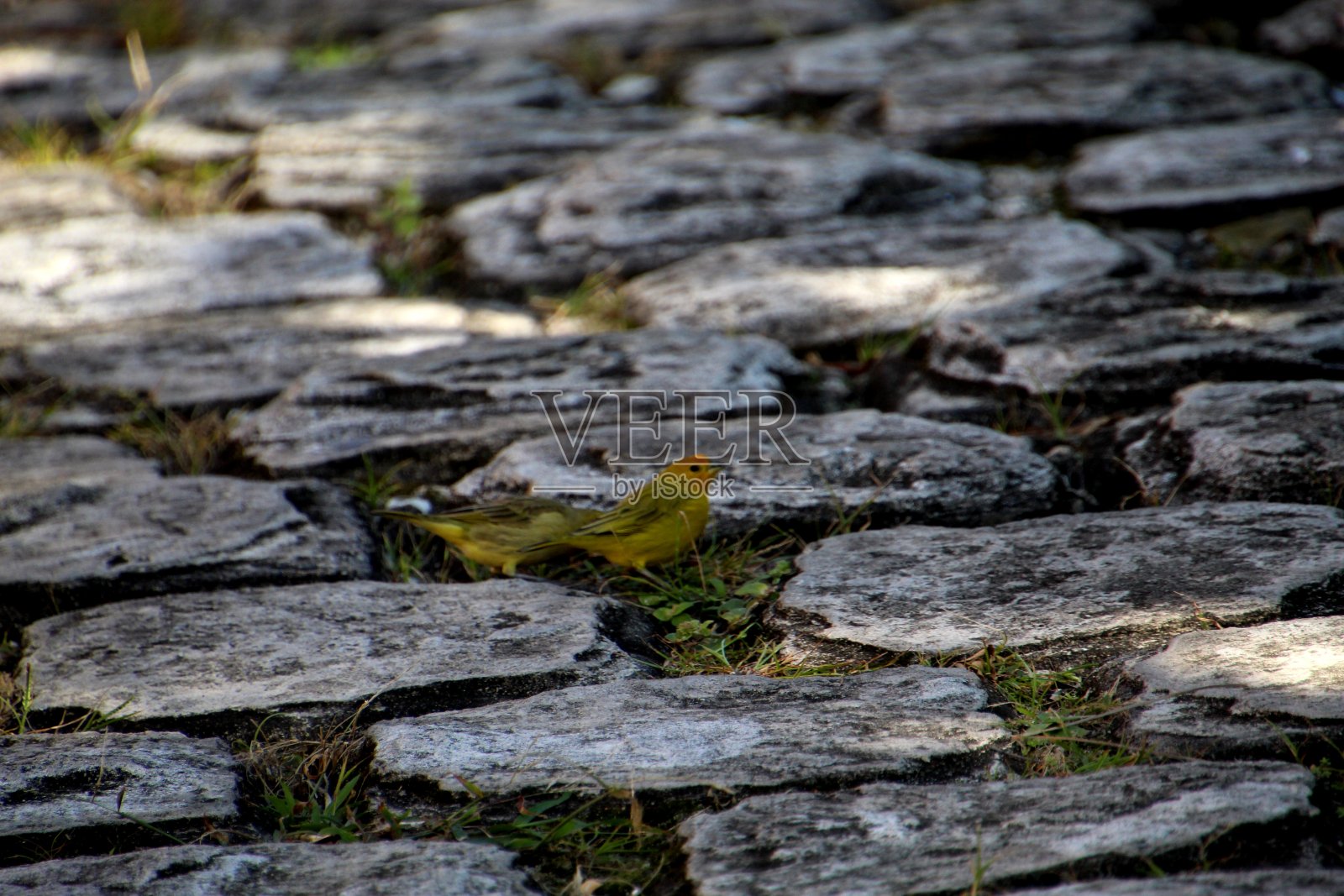 陆地金丝雀-黄鹂照片摄影图片