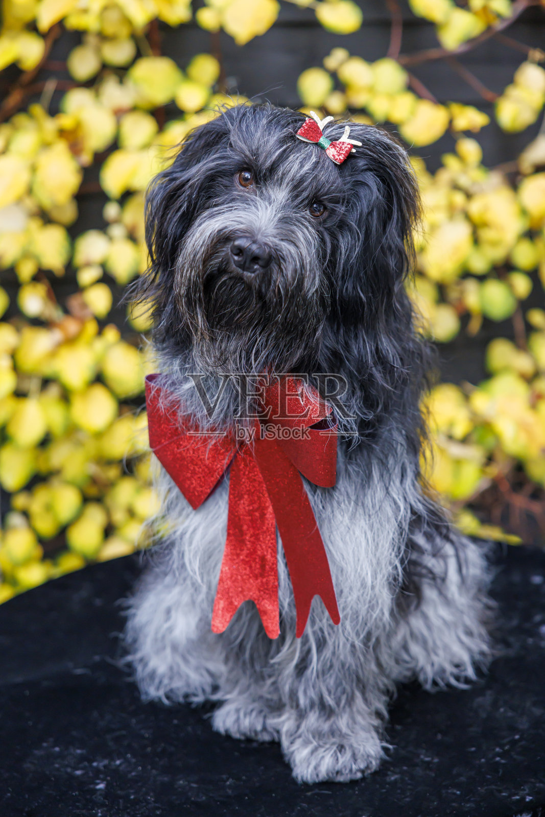 荷兰牧羊犬(Schapendoes)在圣诞服装照片摄影图片