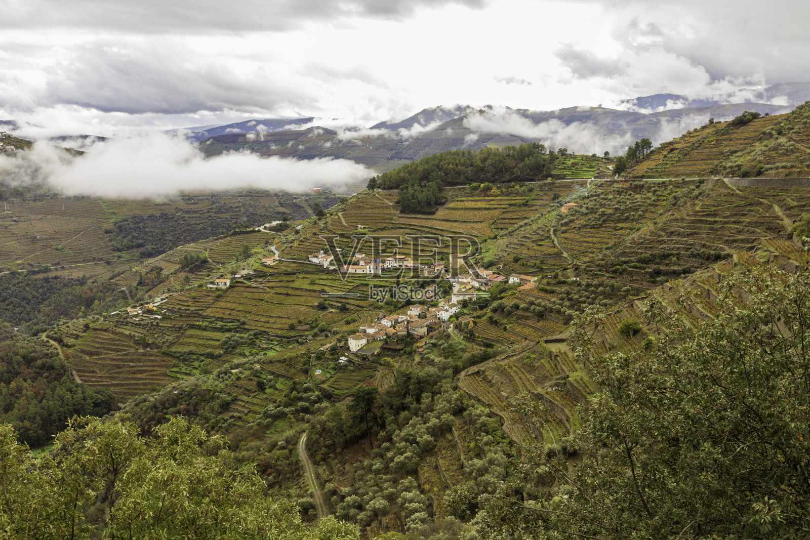 葡萄藤在杜罗山谷葡萄酒厂在葡萄牙照片摄影图片