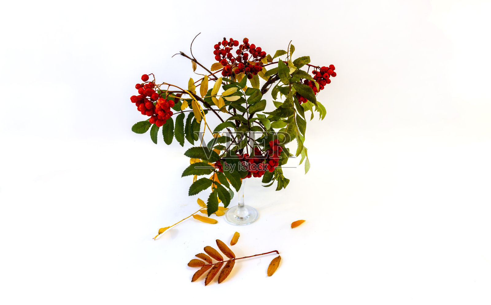 孤立在白色背景的花楸花束和红色浆果照片摄影图片