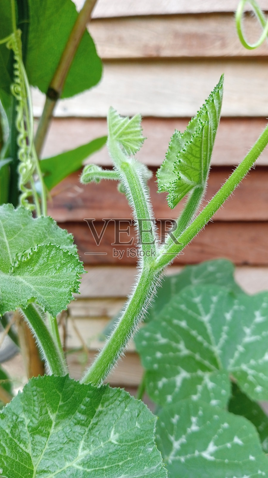 花园里的植物叶子看起来很漂亮照片摄影图片